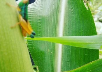 profesor-damayanti-buchori-jelaskan-pentingnya-serangga-bagi-kehidupan