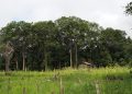Belajar dari Dayak Iban Sungai Utik, Pakar ITB: Memahami Api dalam Sistem Pengelolaan Lahan